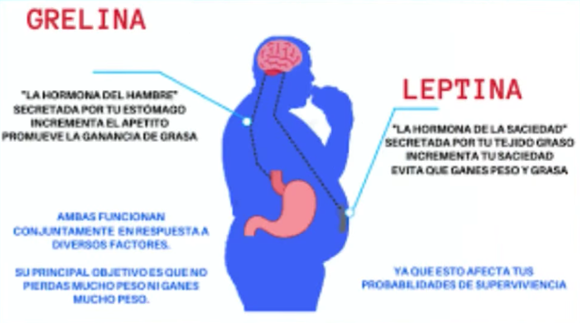 Impacto de la cirugía bariátrica en la hormona del hambre